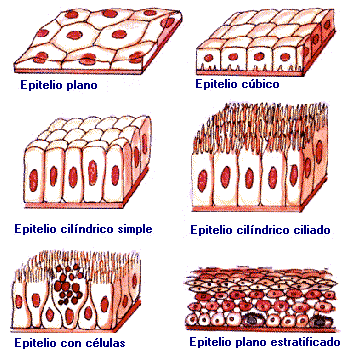 FISIOLOGIA TISULAR fisiologia tisular: